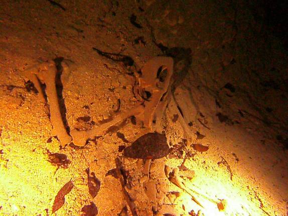 Ossada de tamanduá no fundo do lago no Abismo de Anhumas, em Bonito, no Mato Grosso do Sul